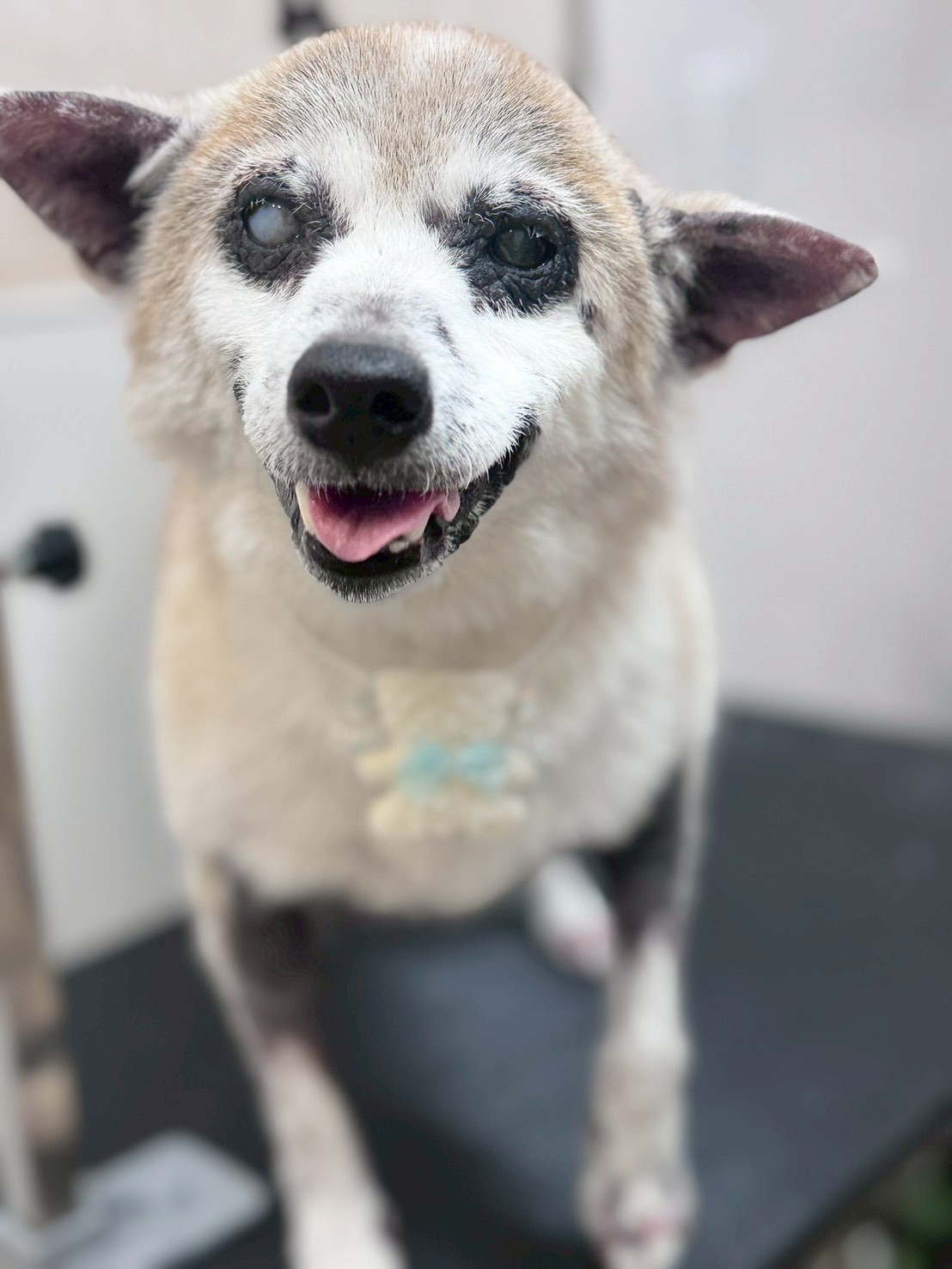 �I���[�W�� �挎�̂��q�l