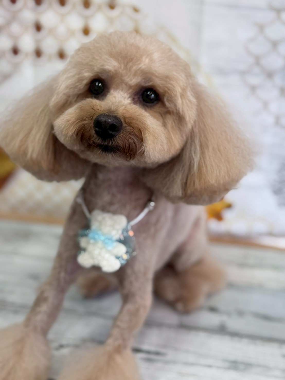 �I���[�W�� �挎�̂��q�l