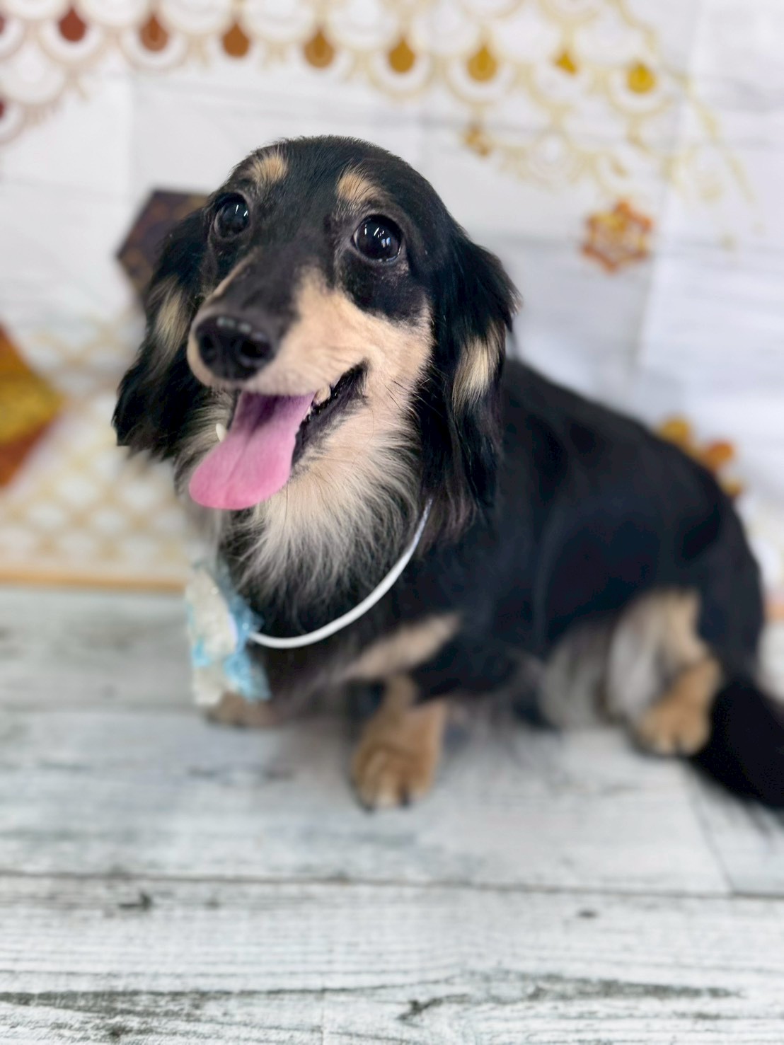 �I���[�W�� �挎�̂��q�l