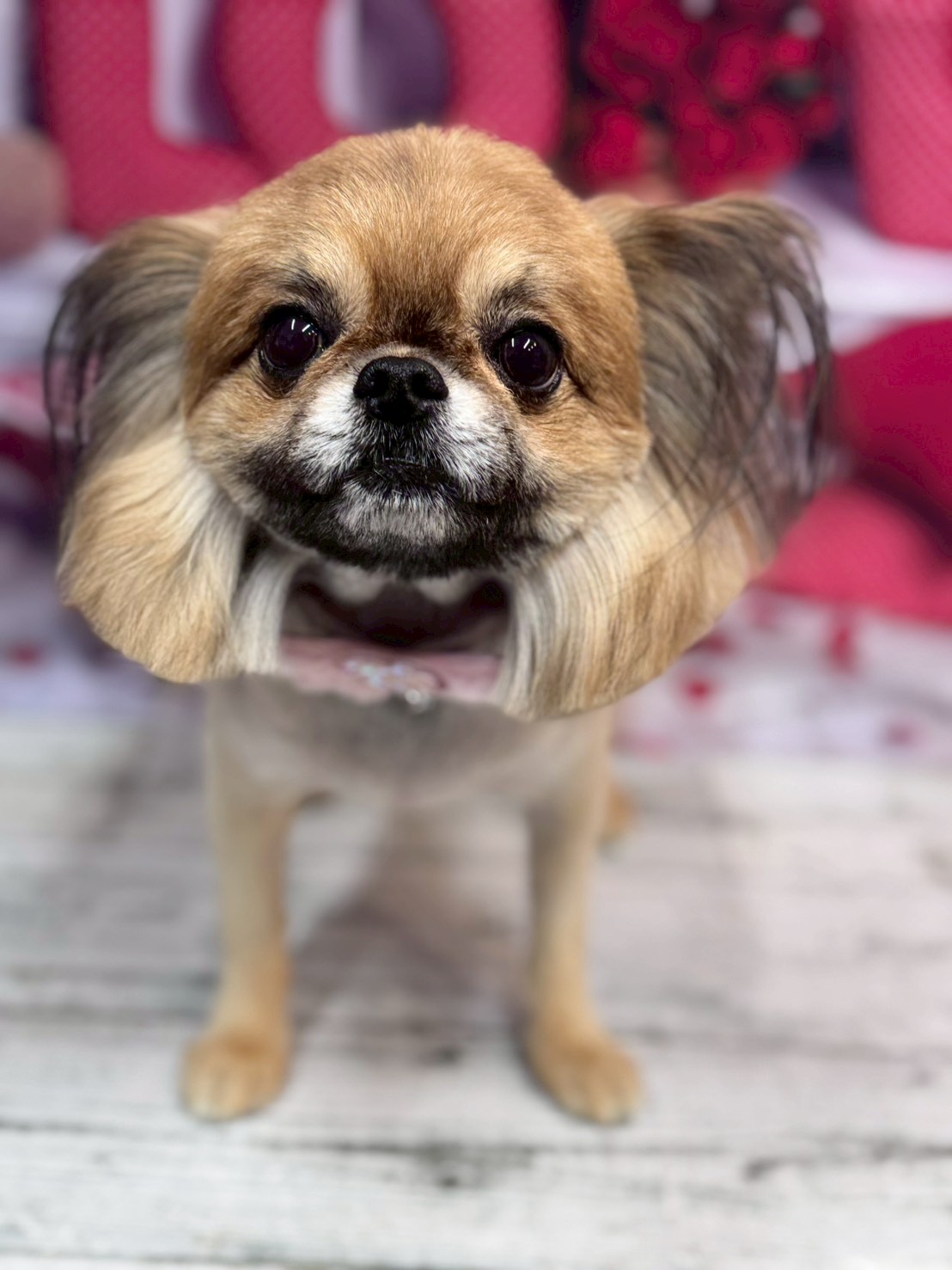 �O���[�~���O�T���� �I���[�W��