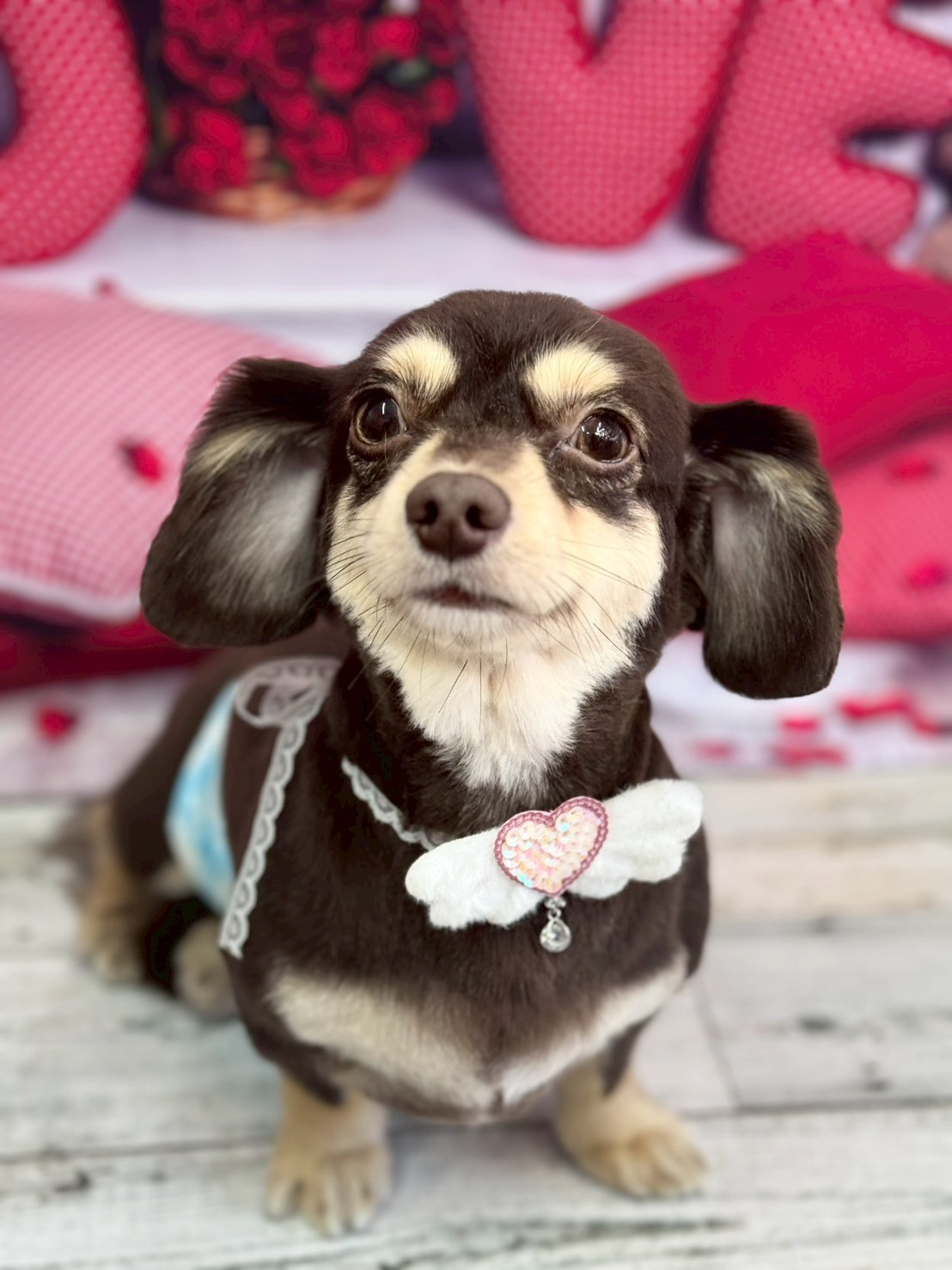 �O���[�~���O�T���� �I���[�W��