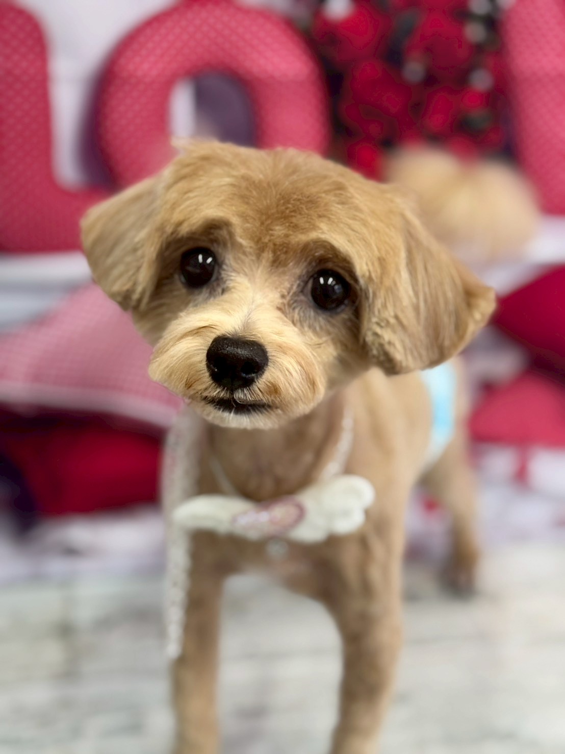 �O���[�~���O�T���� �I���[�W��