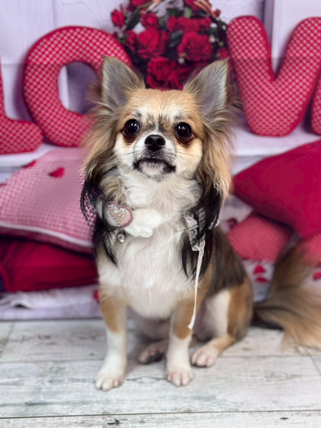 �O���[�~���O�T���� �I���[�W��