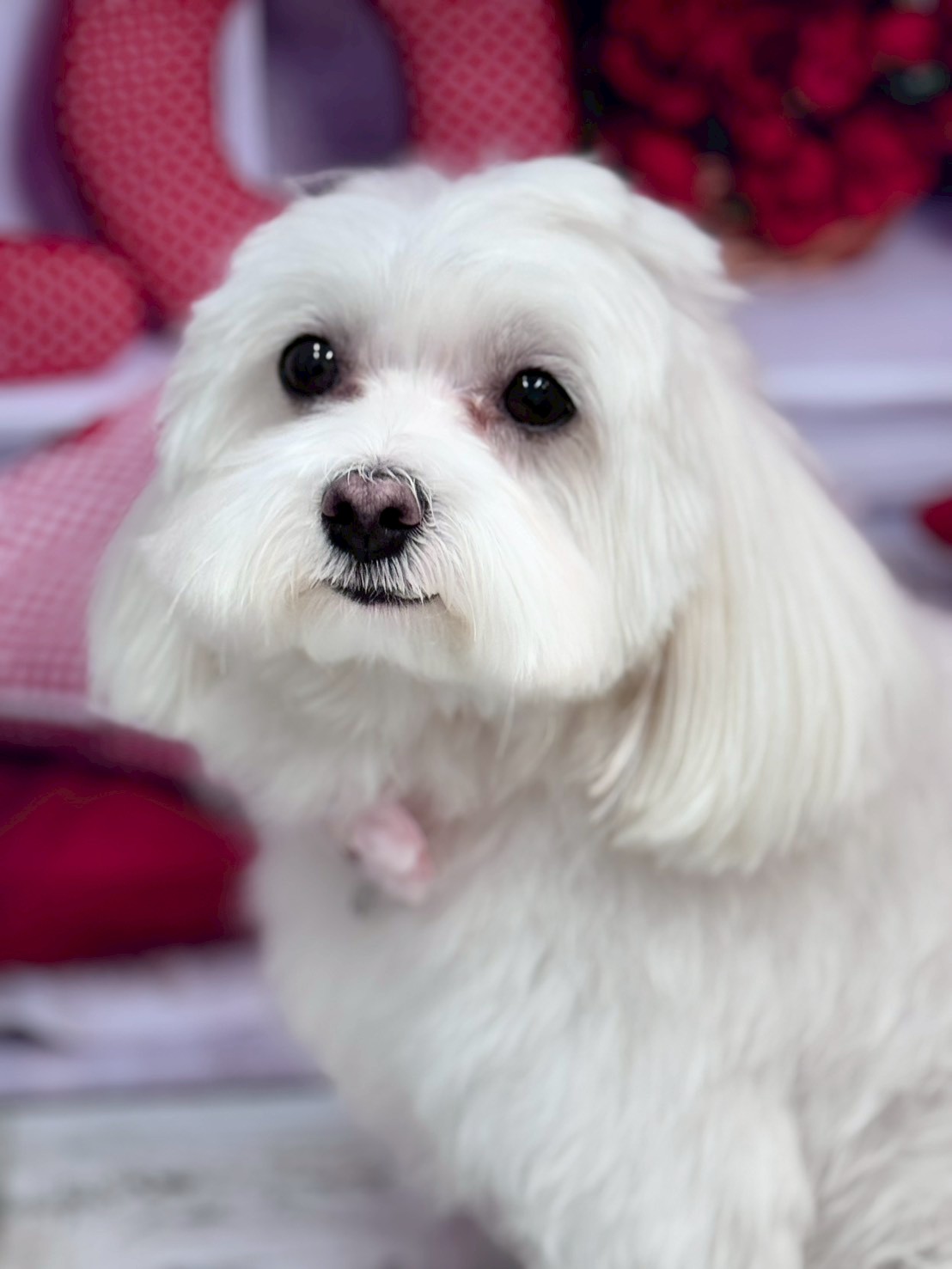 �O���[�~���O�T���� �I���[�W��