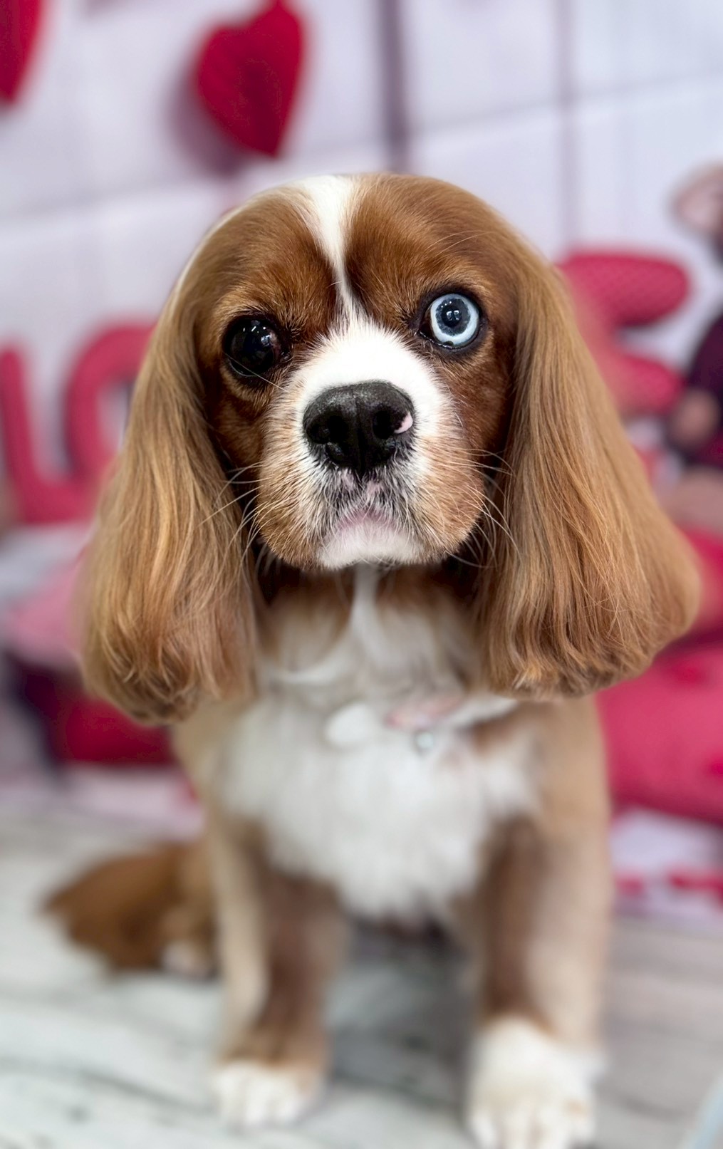 �O���[�~���O�T���� �I���[�W��