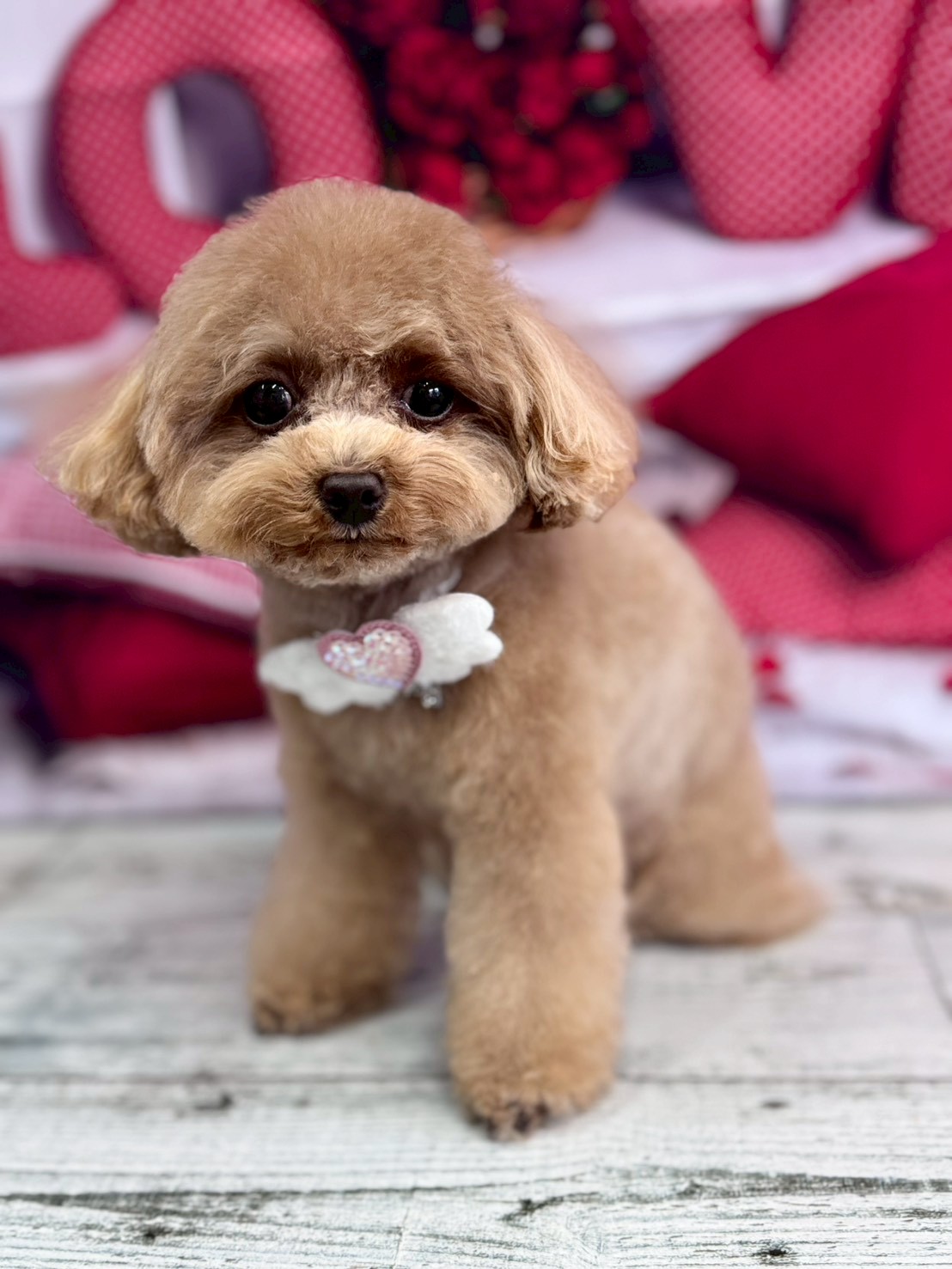 �O���[�~���O�T���� �I���[�W��