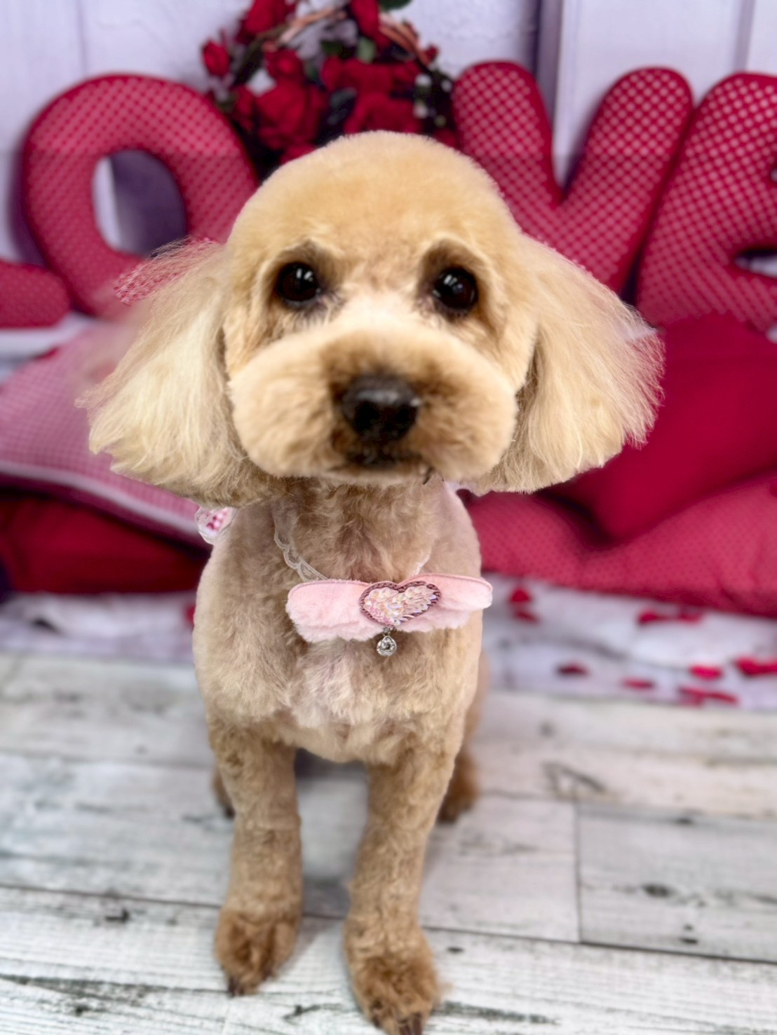 �O���[�~���O�T���� �I���[�W��