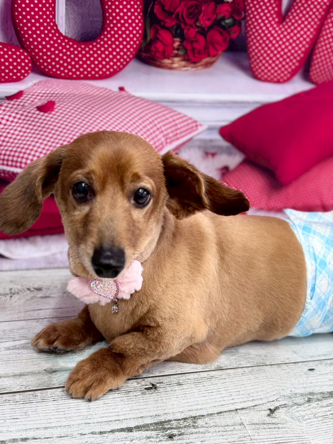 �O���[�~���O�T���� �I���[�W��