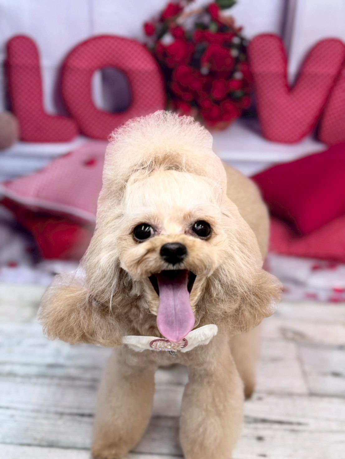 �O���[�~���O�T���� �I���[�W��