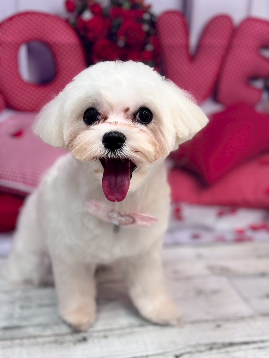 �O���[�~���O�T���� �I���[�W��