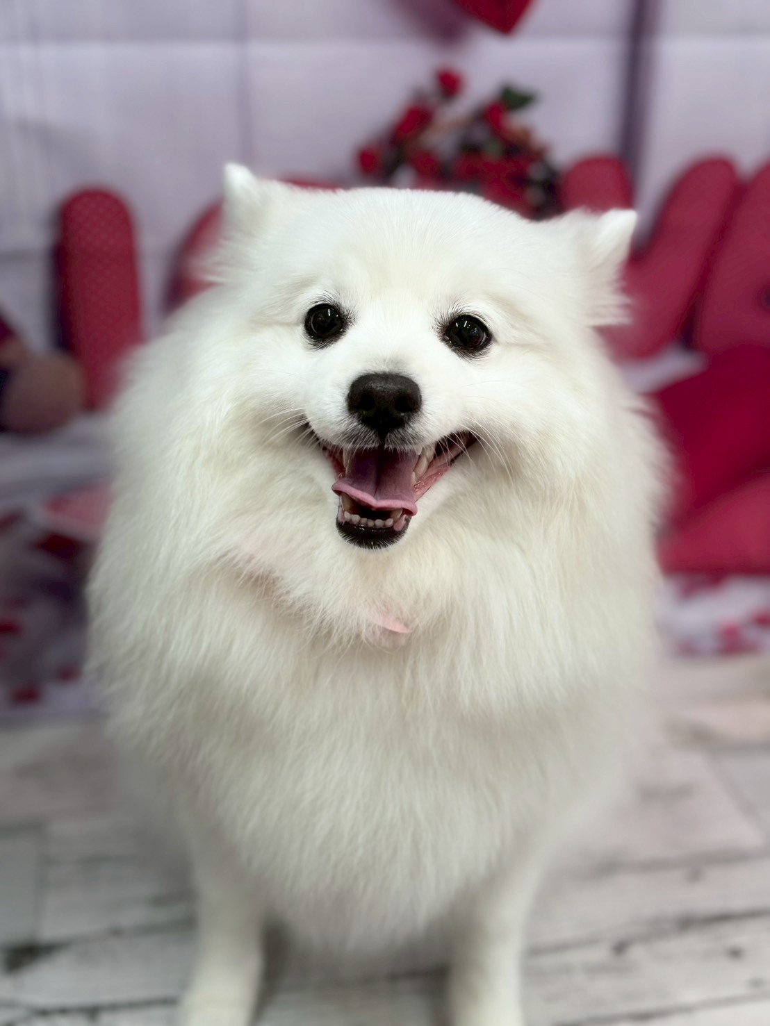 �O���[�~���O�T���� �I���[�W��