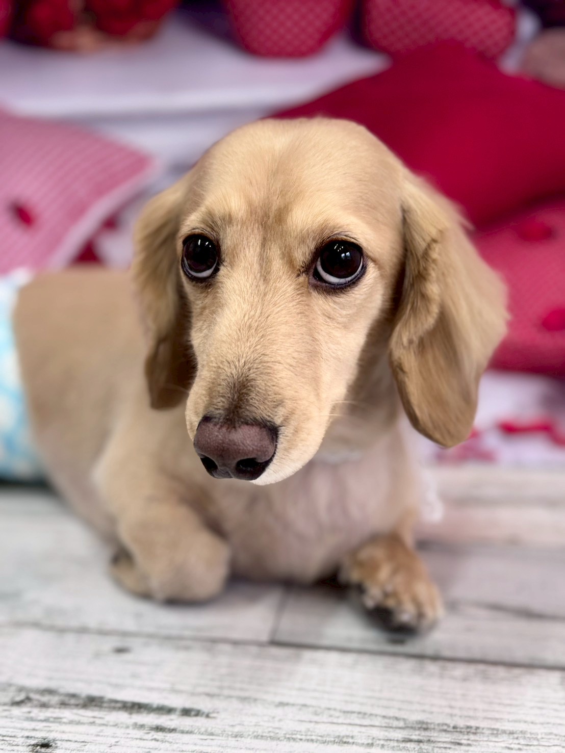 �O���[�~���O�T���� �I���[�W��