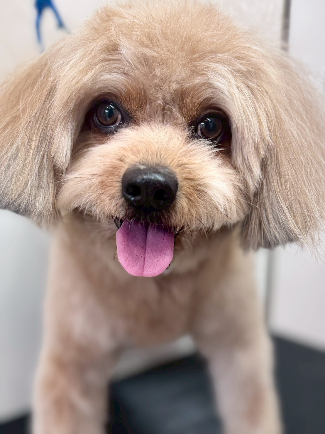 �O���[�~���O�T���� �I���[�W��