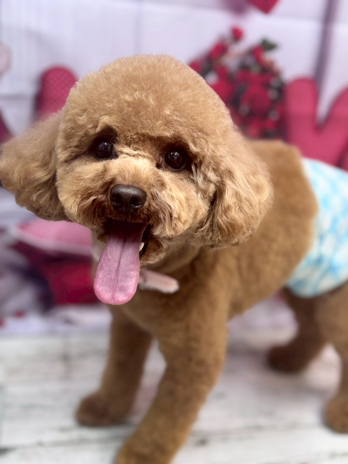 �O���[�~���O�T���� �I���[�W��