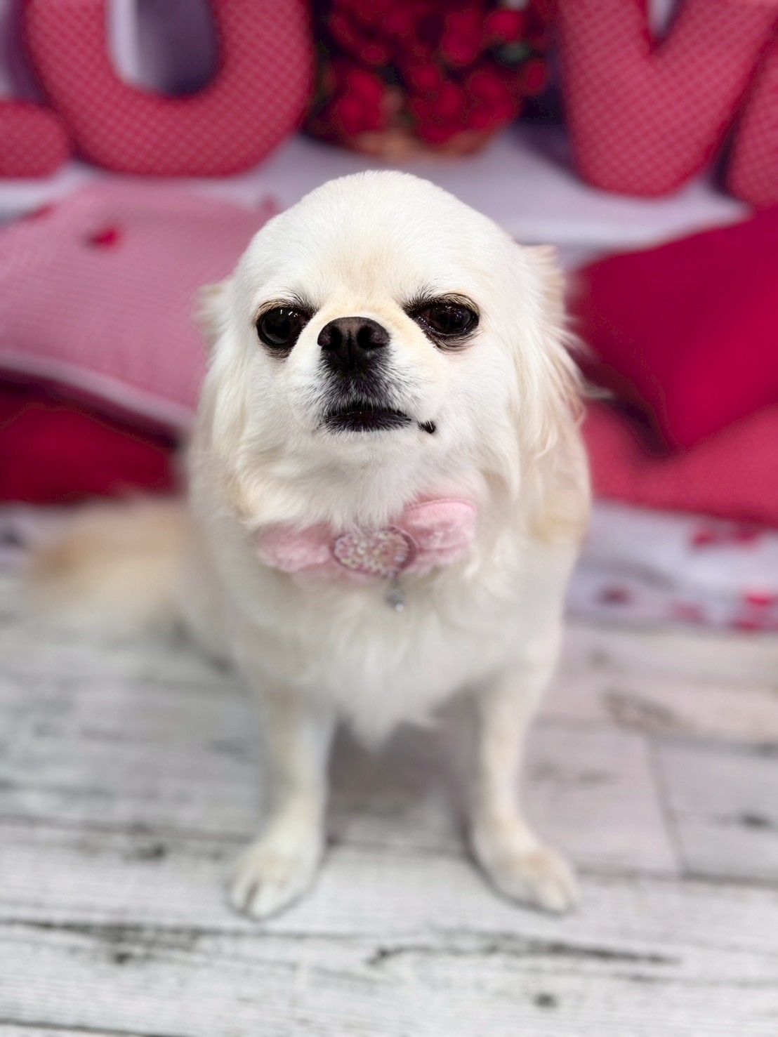 �O���[�~���O�T���� �I���[�W��