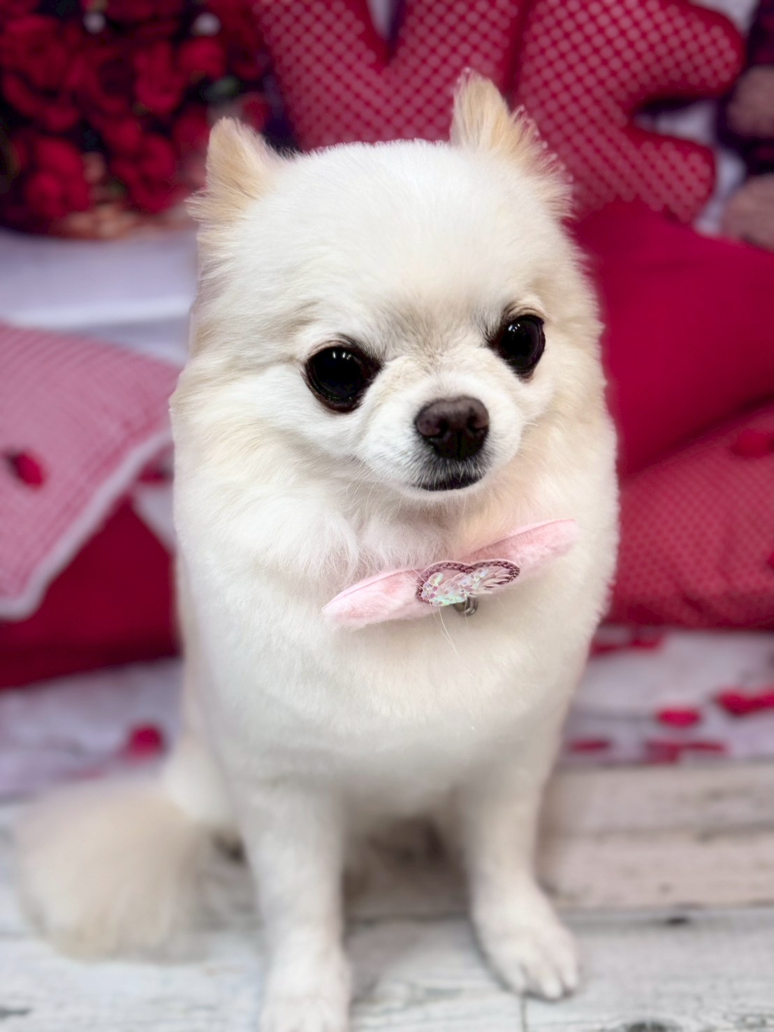 �O���[�~���O�T���� �I���[�W��