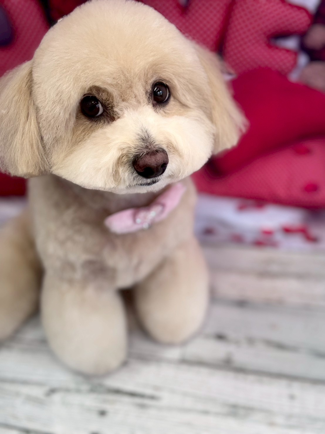 �O���[�~���O�T���� �I���[�W��