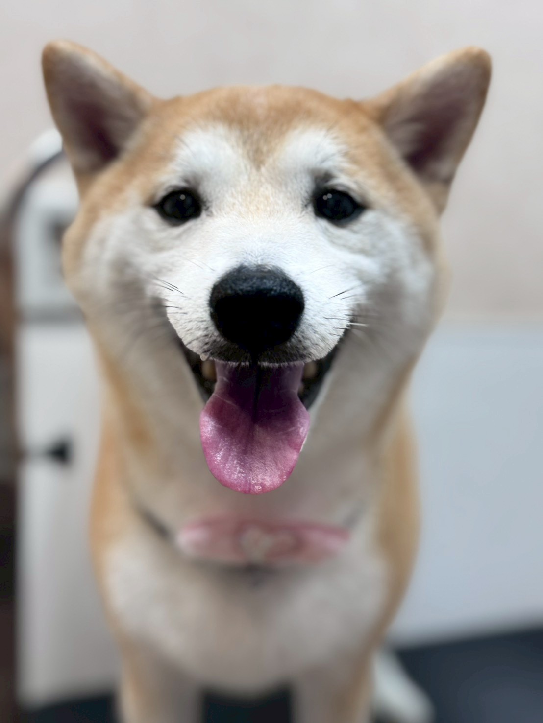 �O���[�~���O�T���� �I���[�W��