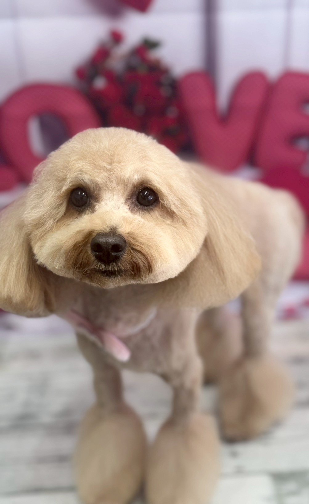 �O���[�~���O�T���� �I���[�W��