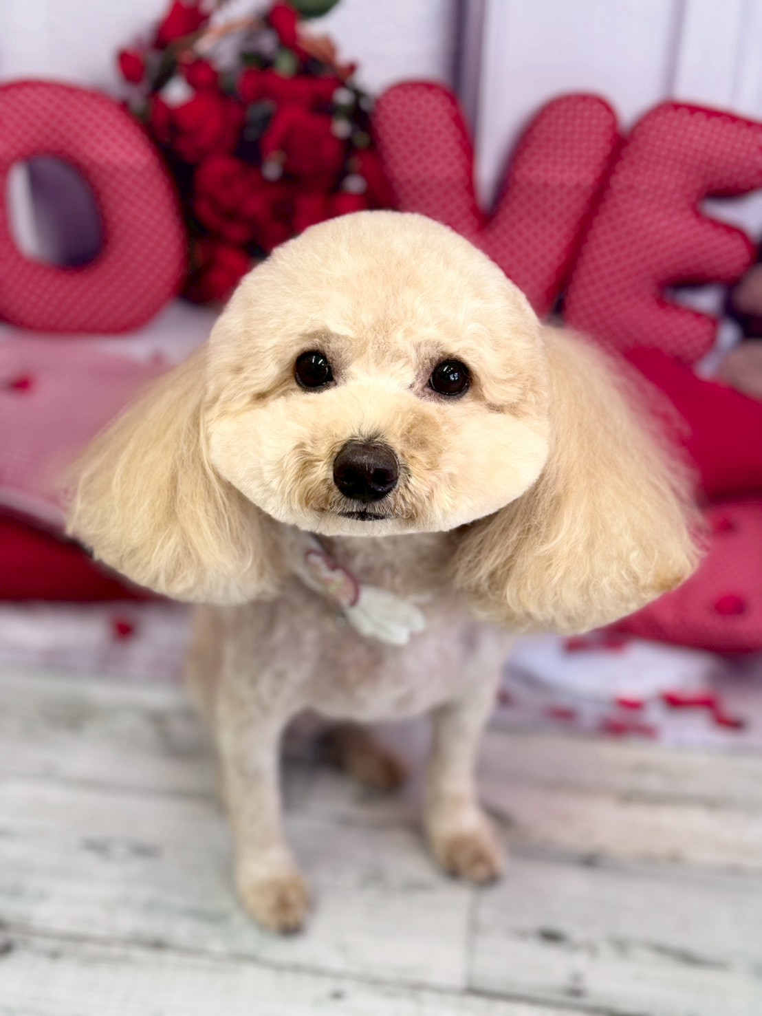 �O���[�~���O�T���� �I���[�W��