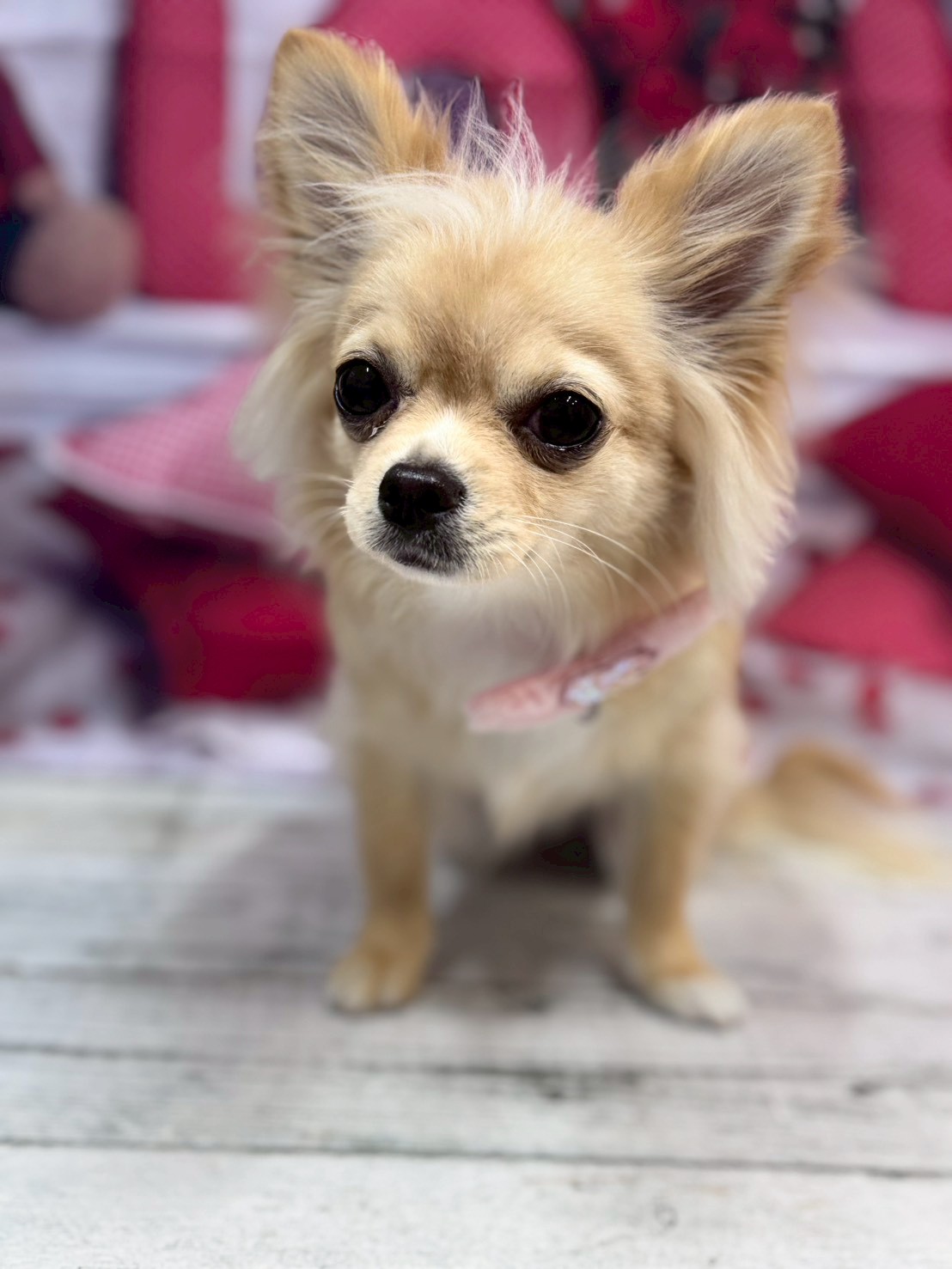 �O���[�~���O�T���� �I���[�W��