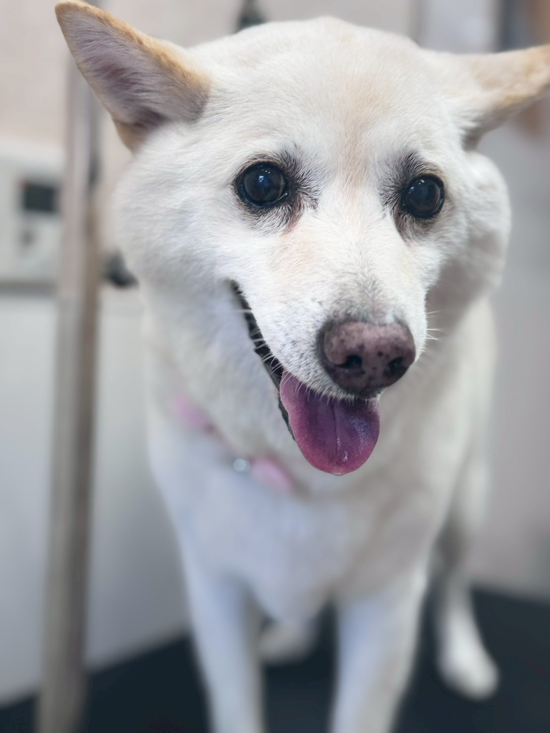 �O���[�~���O�T���� �I���[�W��