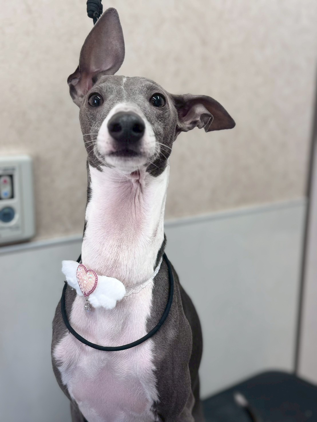 �O���[�~���O�T���� �I���[�W��