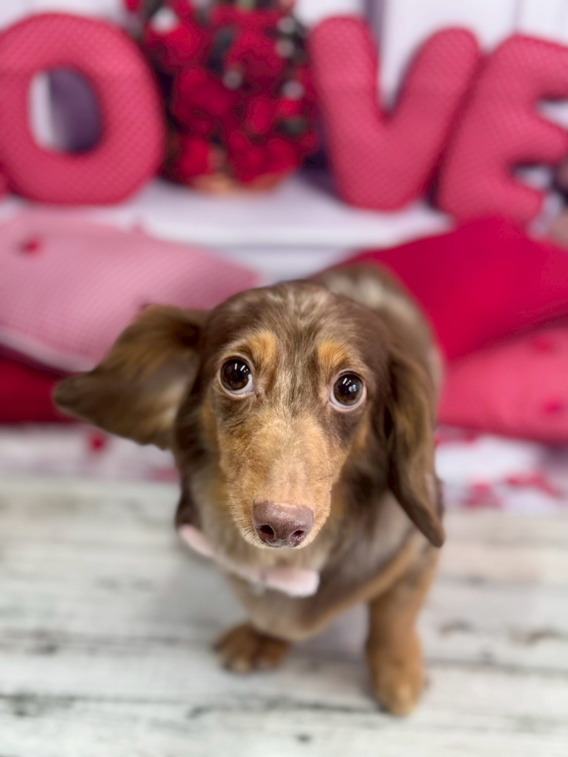 �O���[�~���O�T���� �I���[�W��