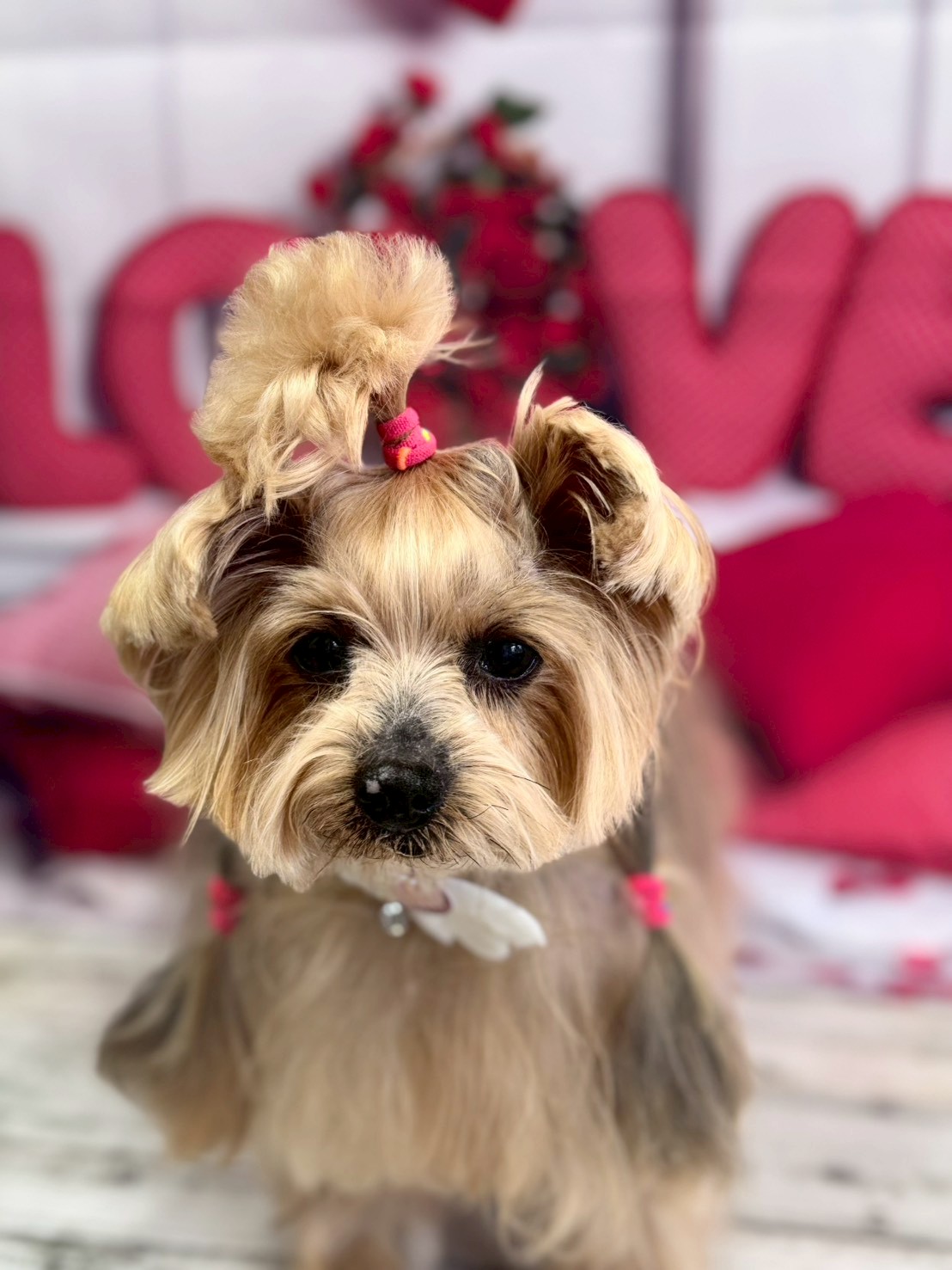 �O���[�~���O�T���� �I���[�W��