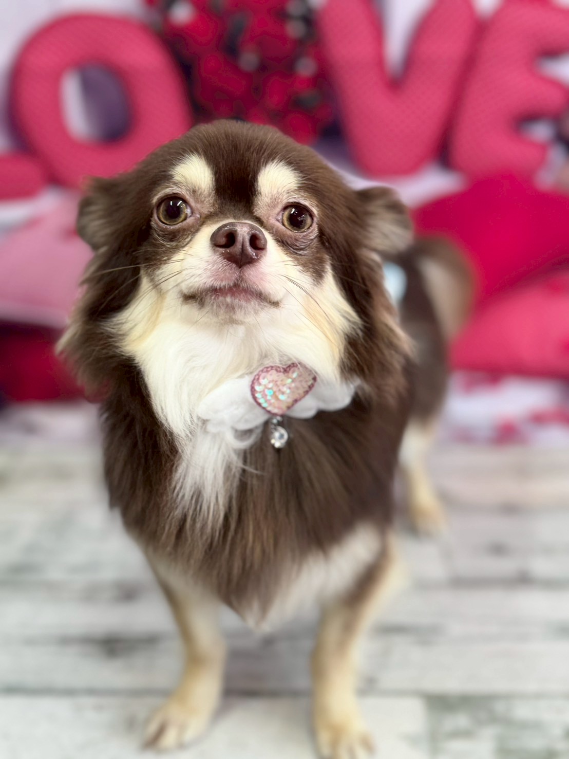 �O���[�~���O�T���� �I���[�W��