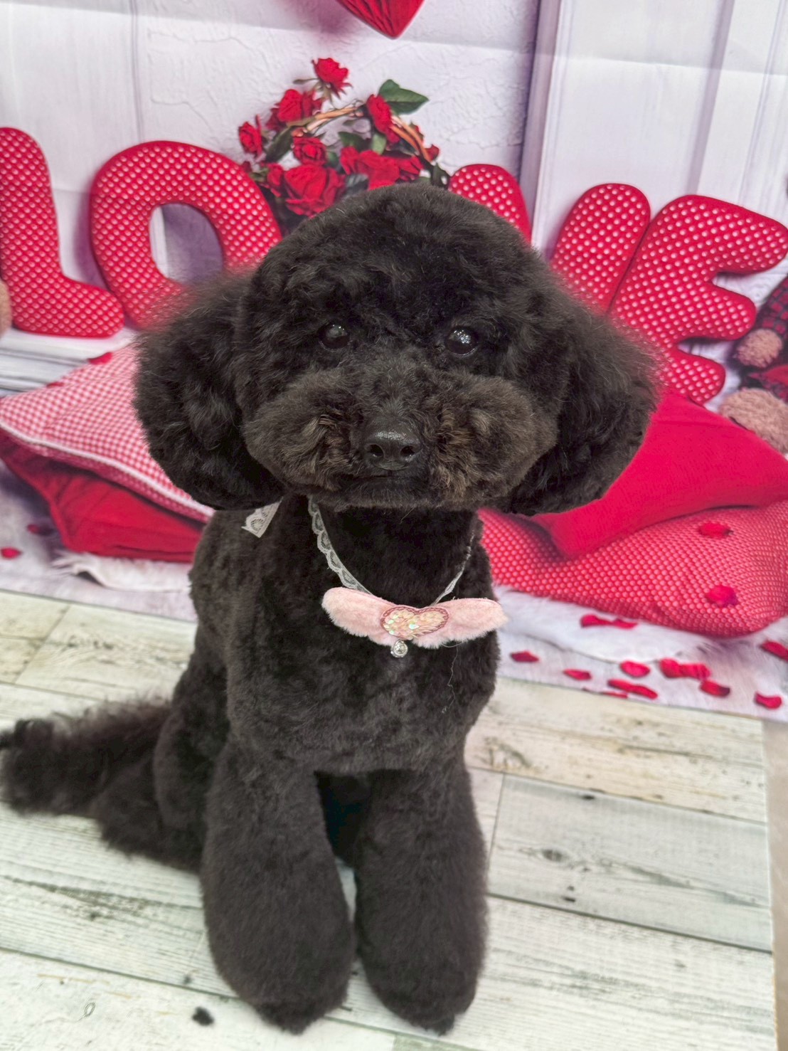 �O���[�~���O�T���� �I���[�W��