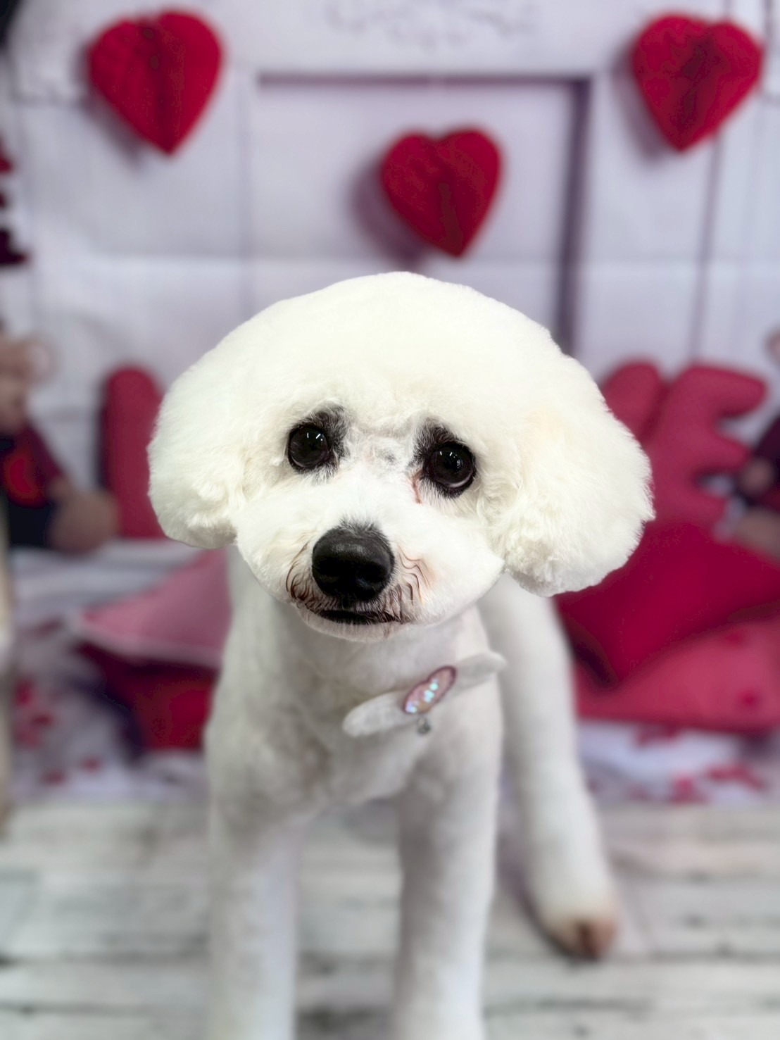 �O���[�~���O�T���� �I���[�W��