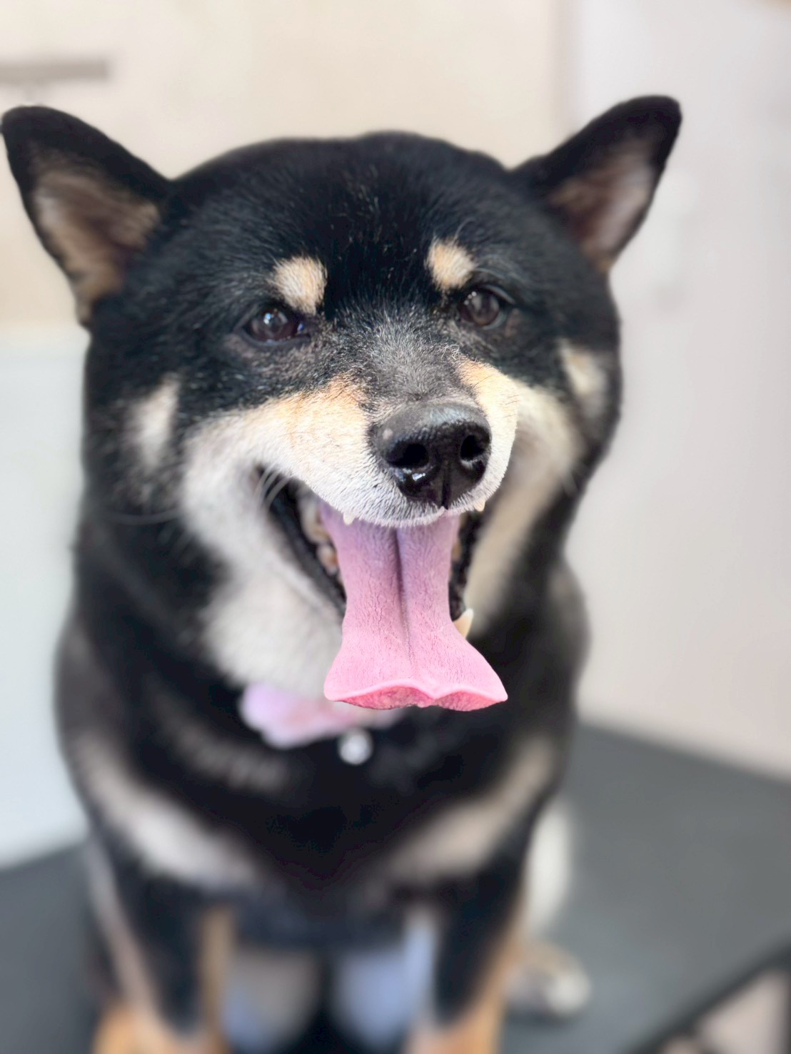 �O���[�~���O�T���� �I���[�W��