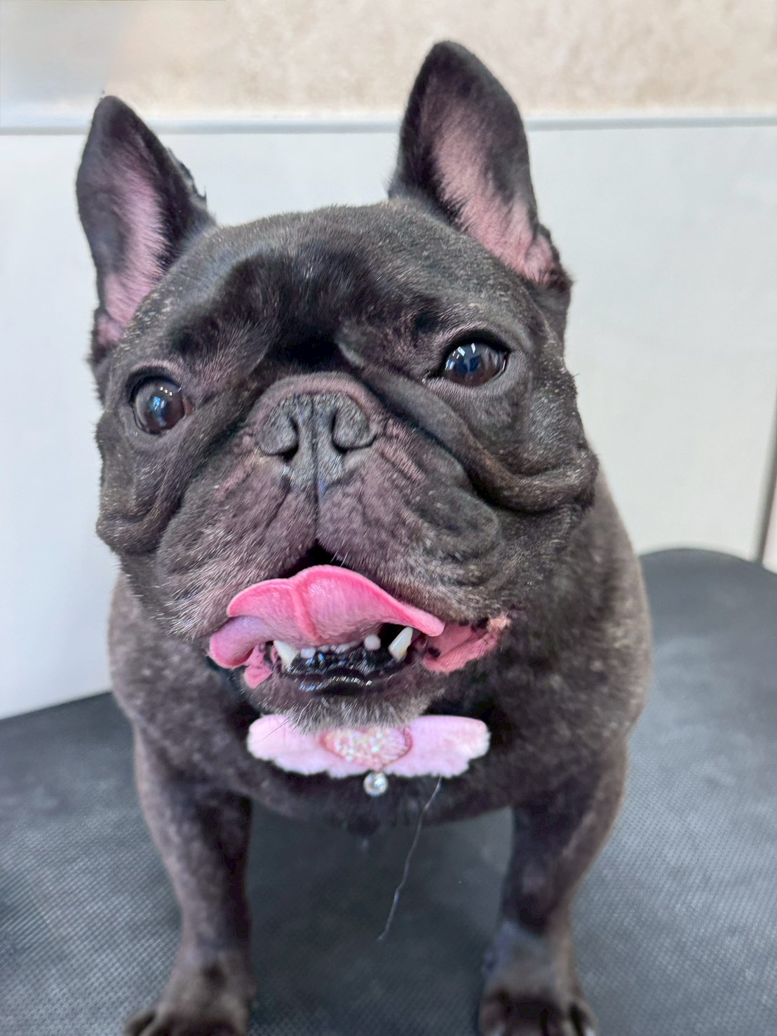 �O���[�~���O�T���� �I���[�W��