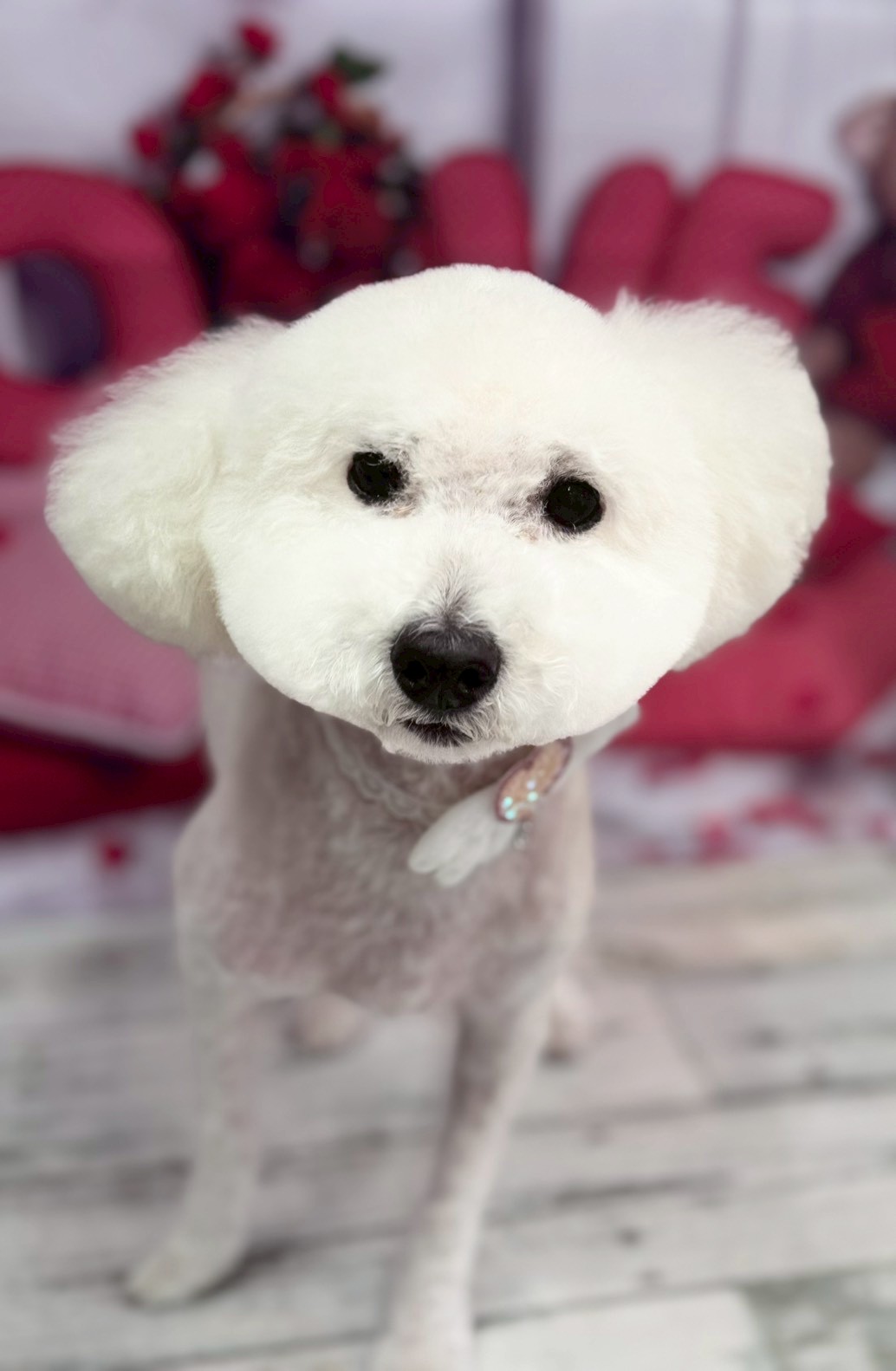 �O���[�~���O�T���� �I���[�W��