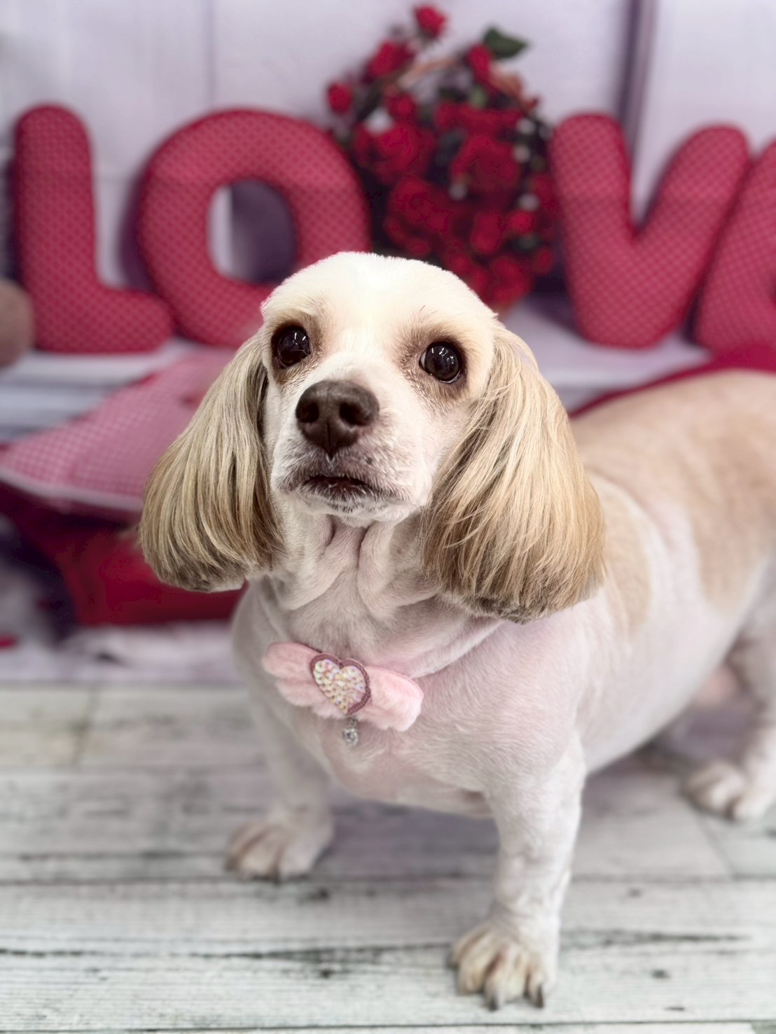 �O���[�~���O�T���� �I���[�W��