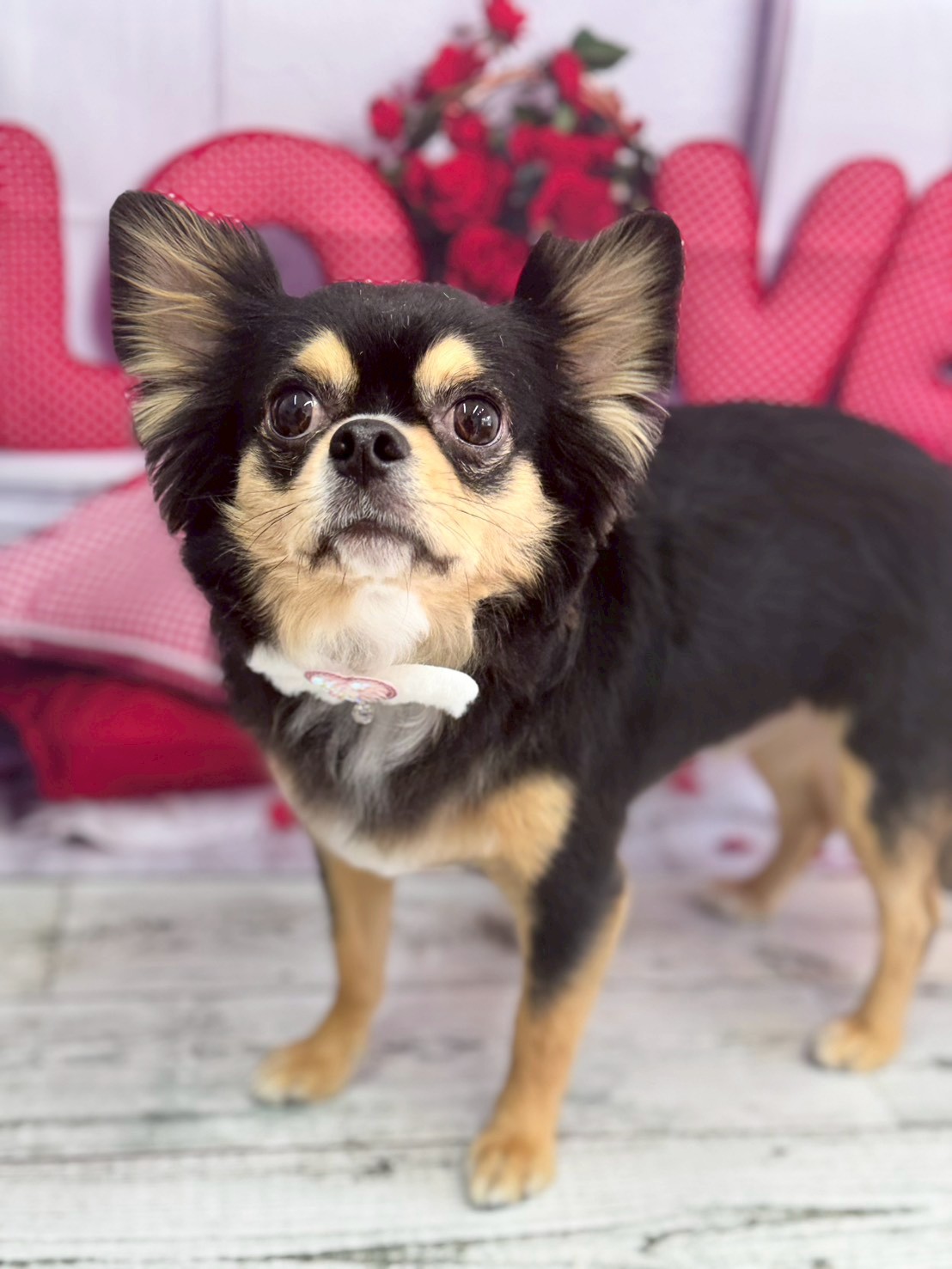 �O���[�~���O�T���� �I���[�W��