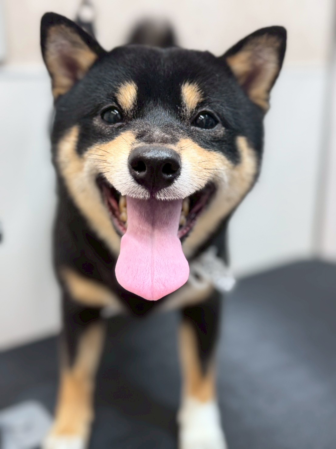 �O���[�~���O�T���� �I���[�W��