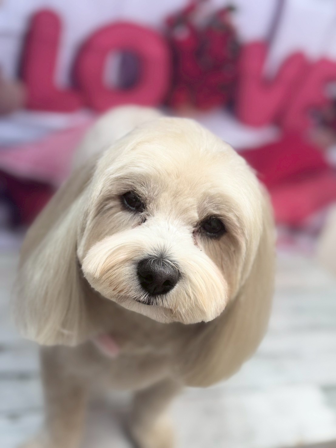 �O���[�~���O�T���� �I���[�W��