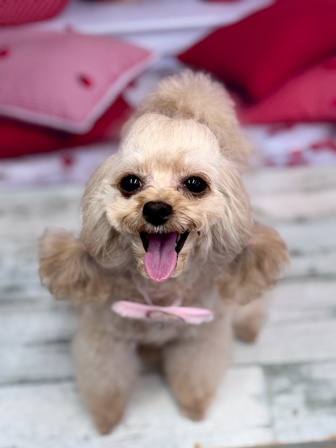 �O���[�~���O�T���� �I���[�W��