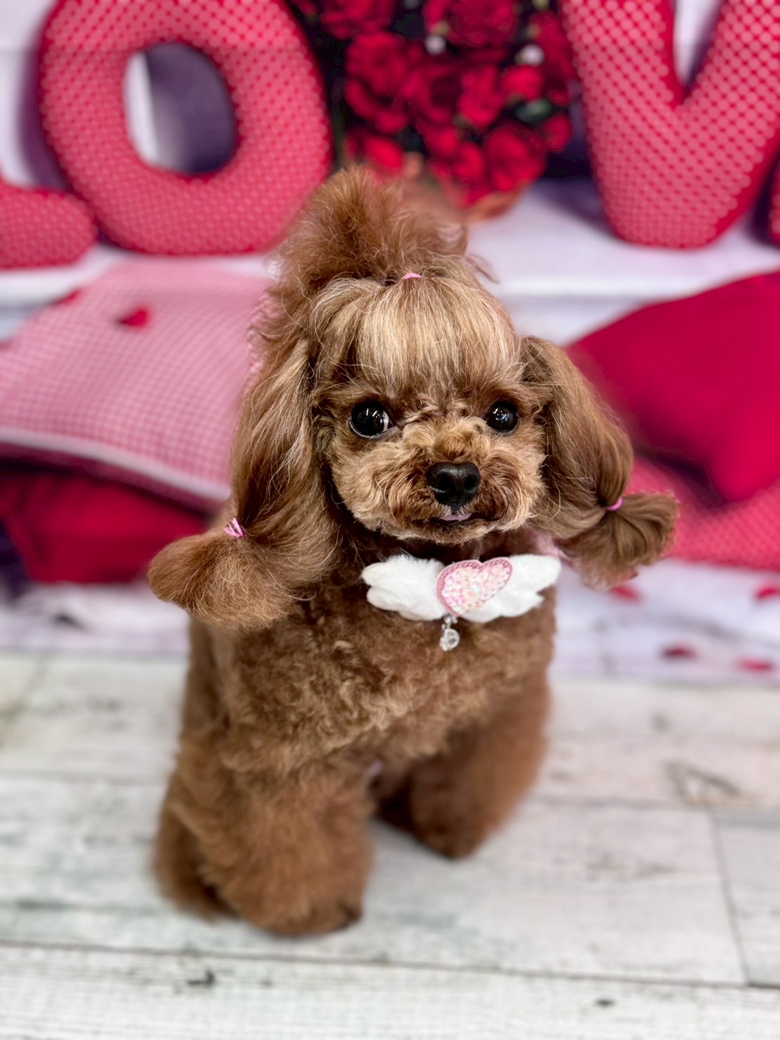 �O���[�~���O�T���� �I���[�W��