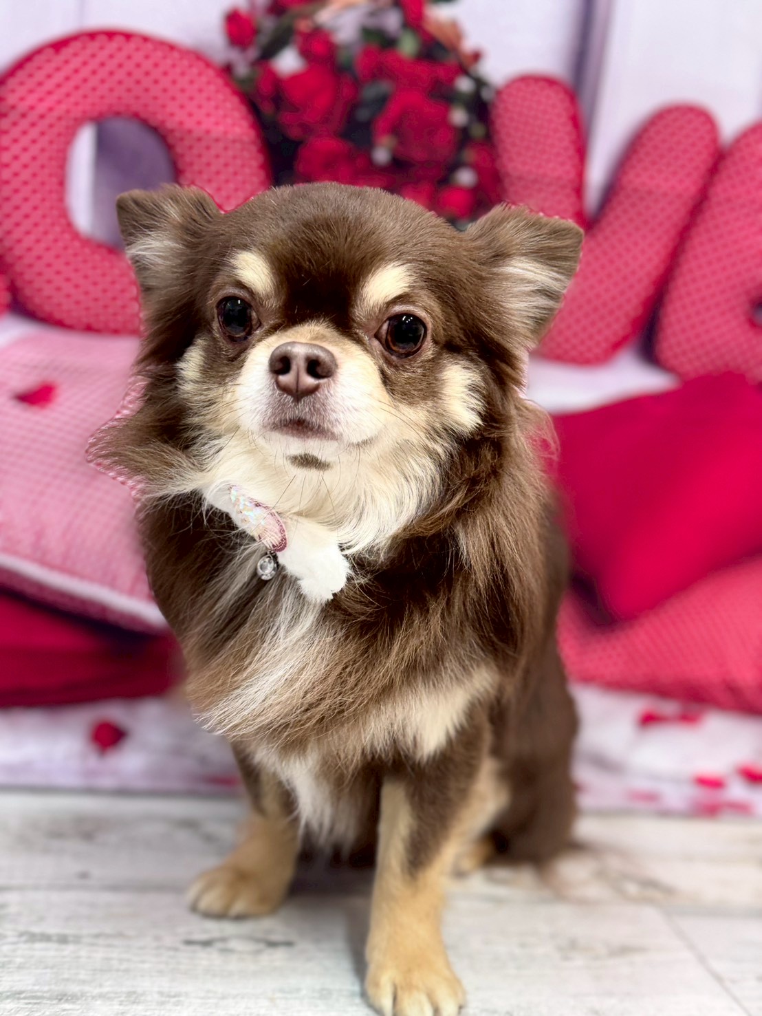 �O���[�~���O�T���� �I���[�W��