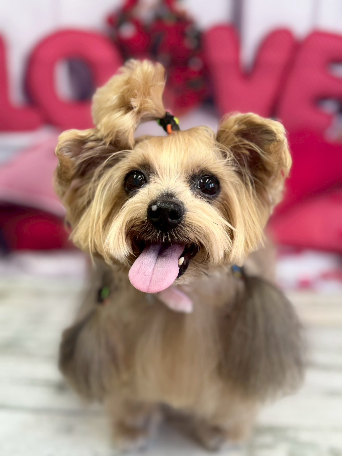 �O���[�~���O�T���� �I���[�W��