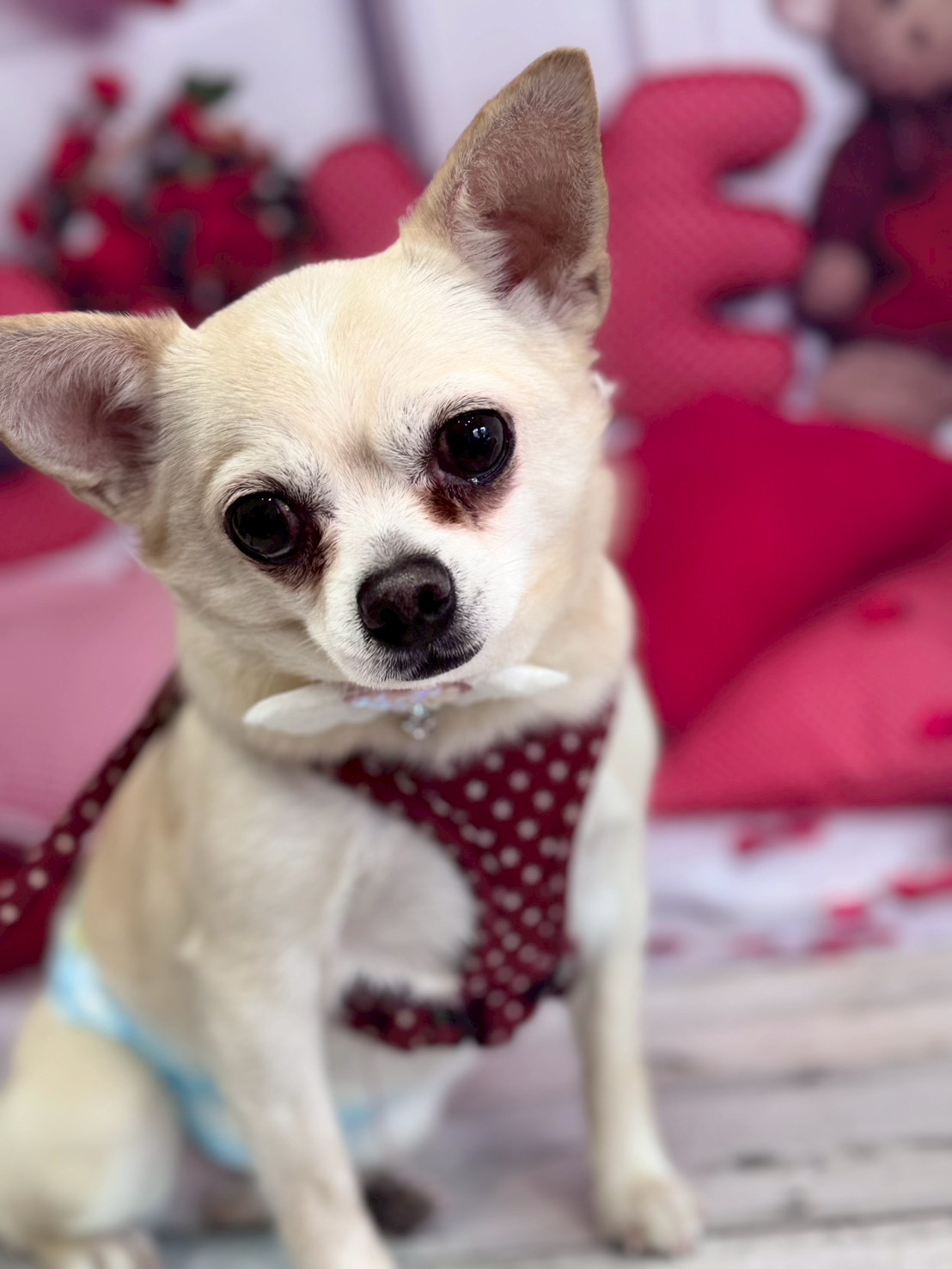 �O���[�~���O�T���� �I���[�W��