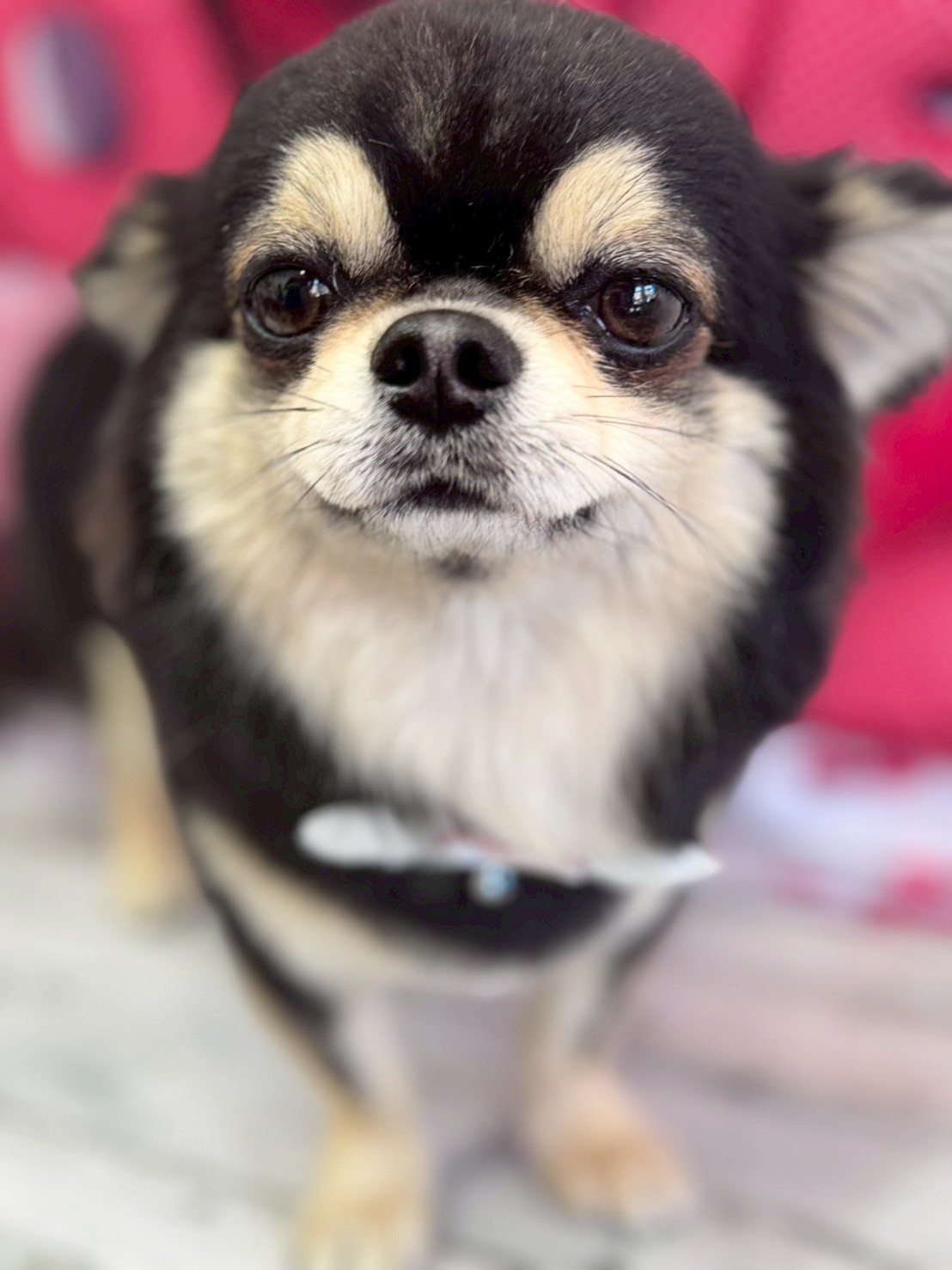 �O���[�~���O�T���� �I���[�W��