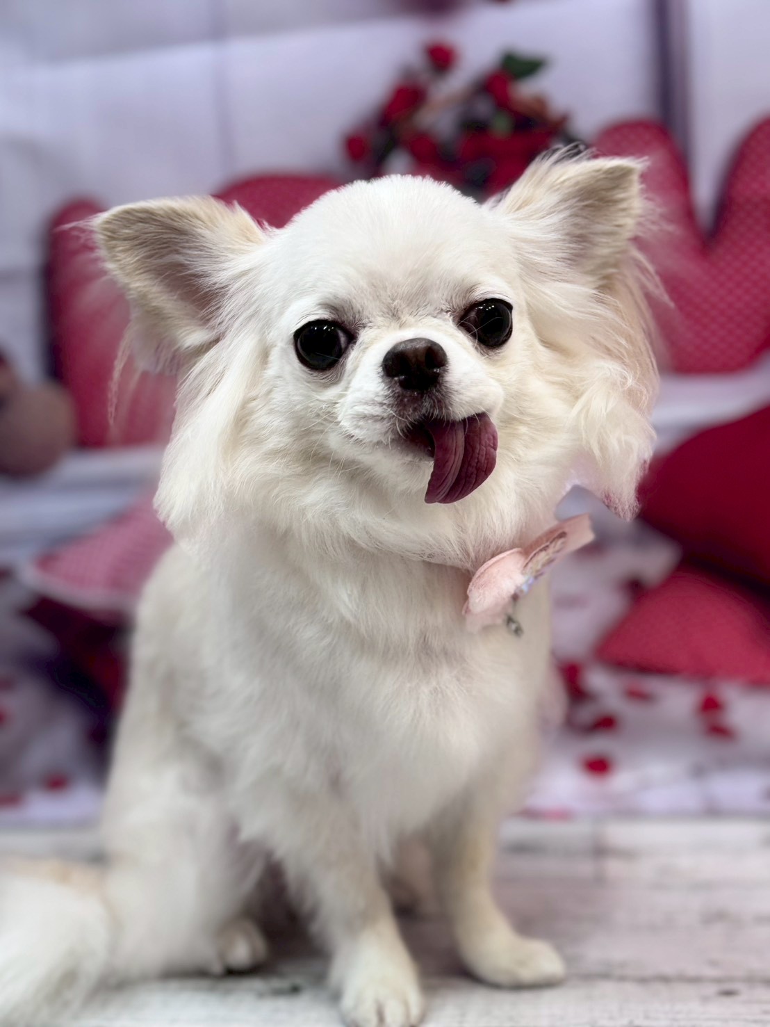 �O���[�~���O�T���� �I���[�W��