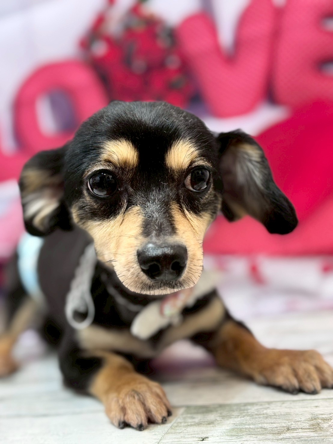 �O���[�~���O�T���� �I���[�W��