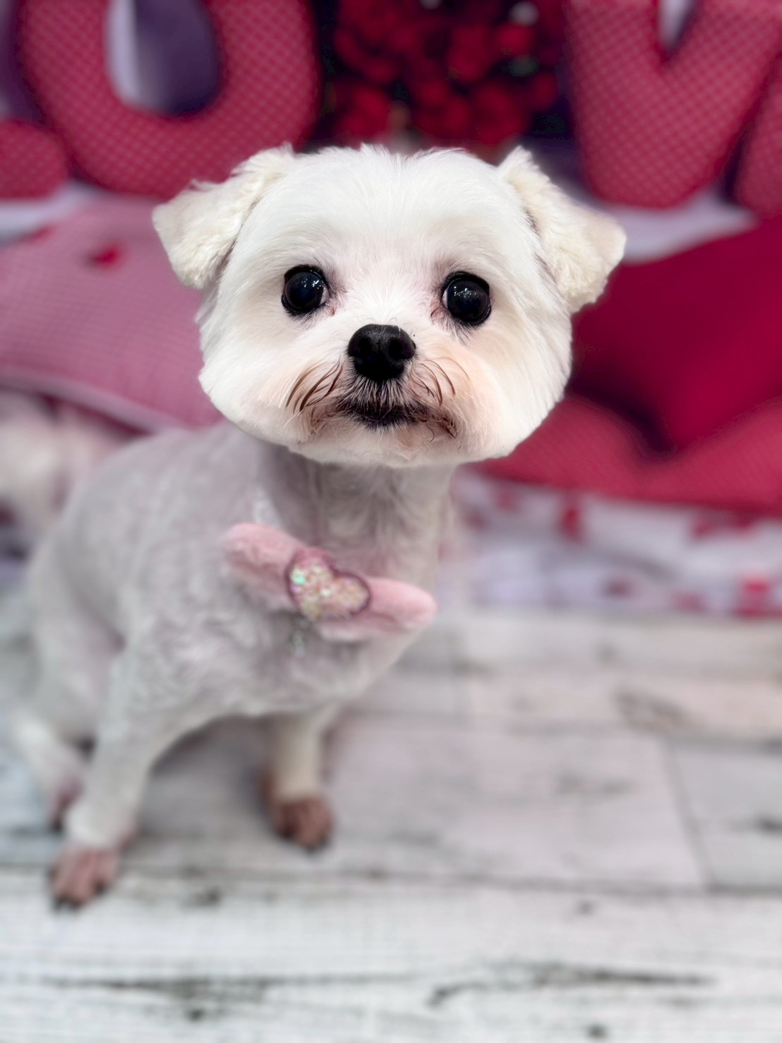 �O���[�~���O�T���� �I���[�W��