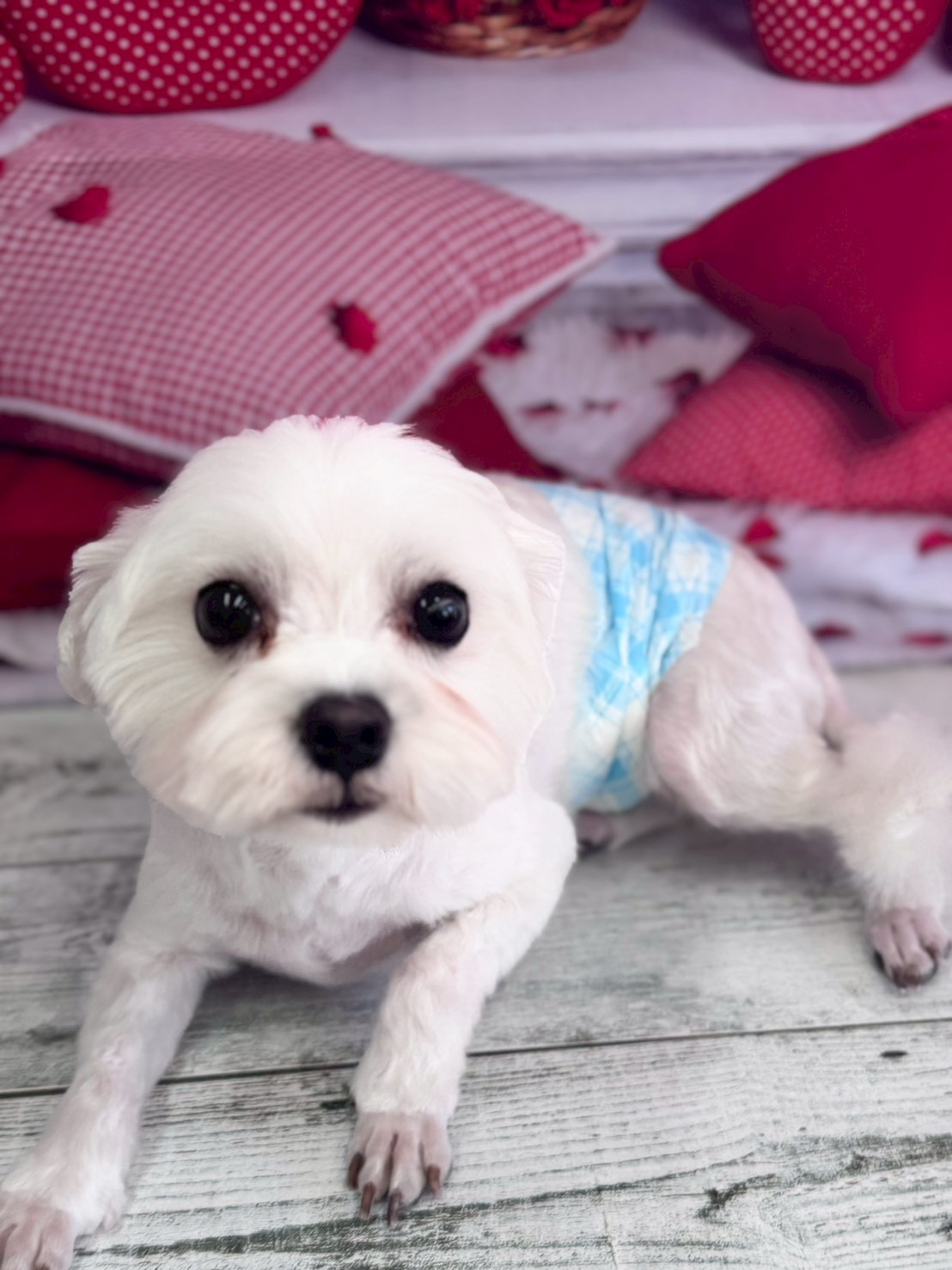 �O���[�~���O�T���� �I���[�W��