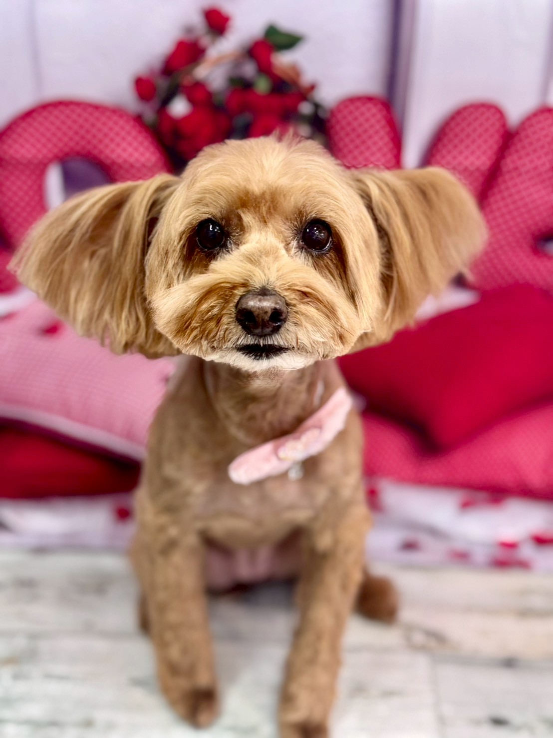 �O���[�~���O�T���� �I���[�W��